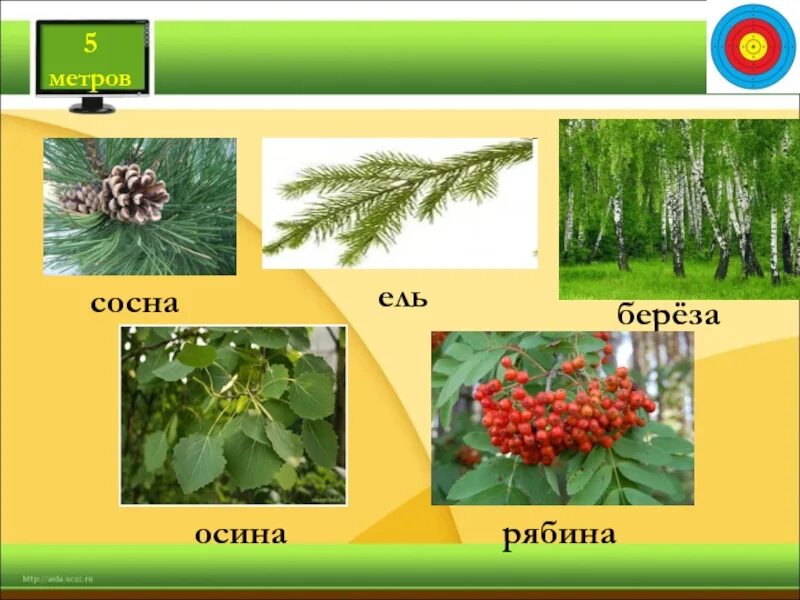 Береза осина рябина. Осина рябина. Береза и рябина. Береза рябина ель.