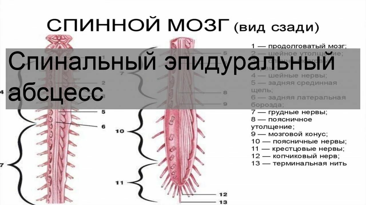 Изменение в спинном мозге