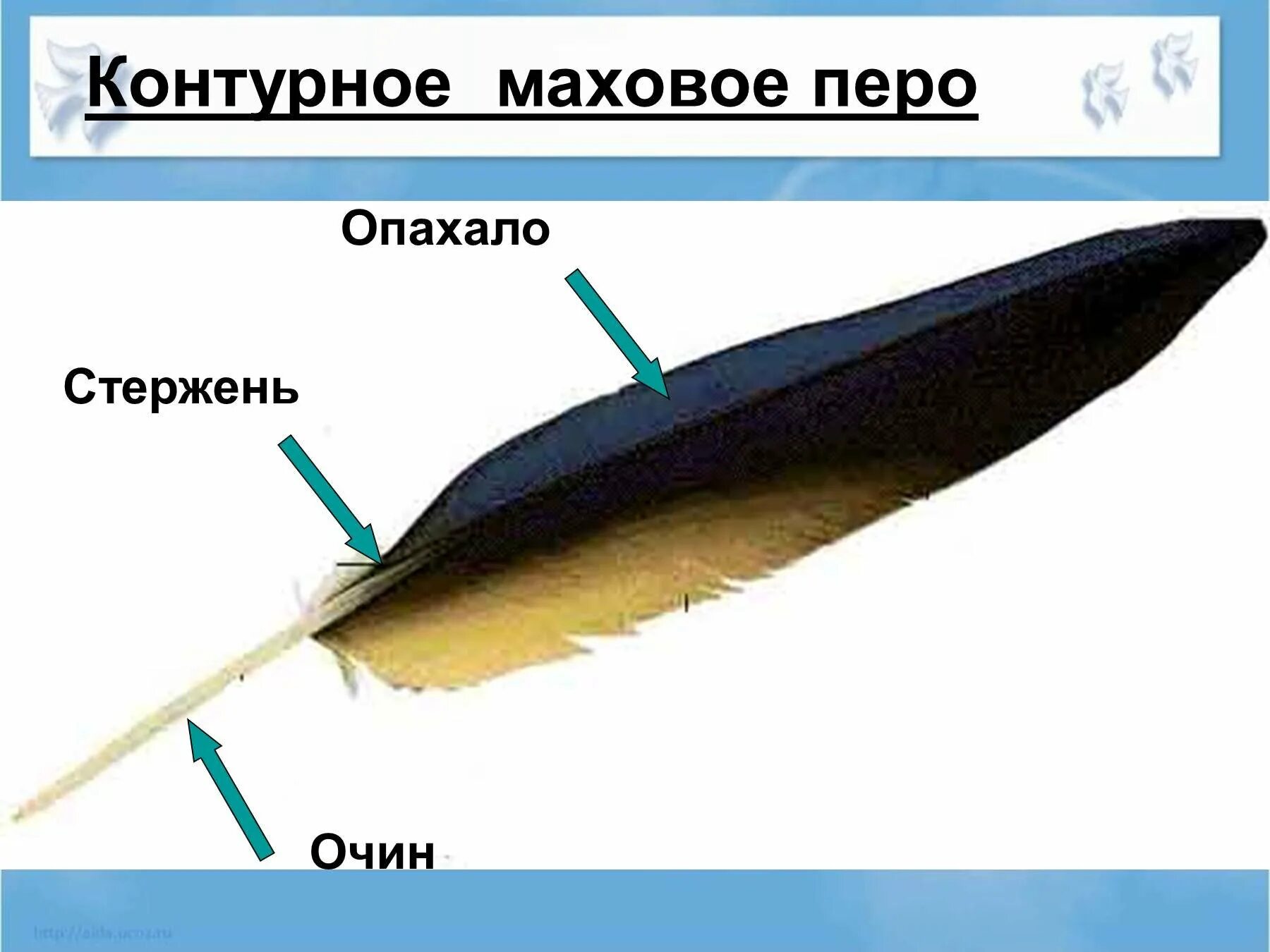 Рисунок контурного пера птицы. Маховые перья. Контурное перо - очин, стержень, опахало. Контурное перо. Строение контурного пера.