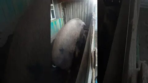 Свинья пришла