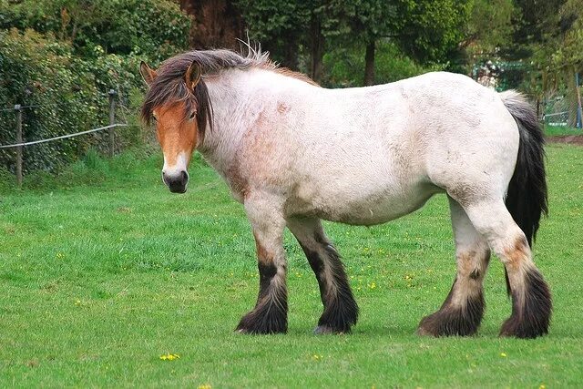 Believe In The Heart Of A Horse : Photo Horses, Work horses, Big horses