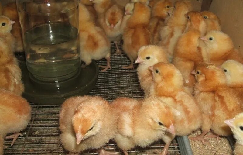 Цыплята Хайсекс Браун. Цыплята Ломан Браун. Суточные цыплята Хайсекс Браун. Куры несушки Ломан Браун. Ред бро цыплята