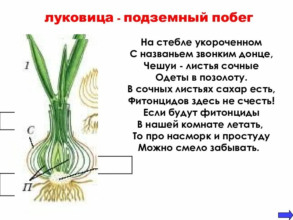 Листья подземных побегов