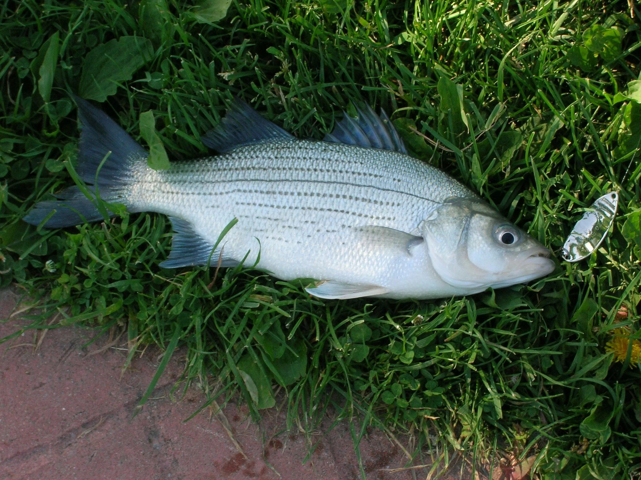 Басс рыба. Белый бас рыба. Сибас рыба. Серебряный бас рыба.