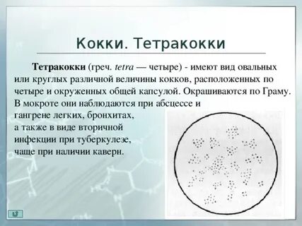 Грам кокки