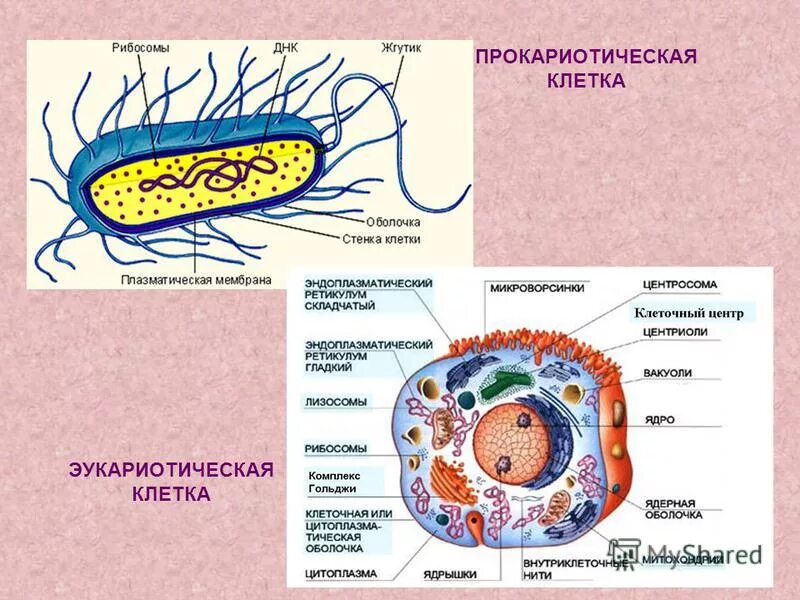 Клетка прокариот функции. Строение эукариотической клетки и прокариотической клетки. Схема строения прокариотической клетки и эукариотической клетки. Строение прокариотической и эукариотической клетки рисунок. Строение прокариотической и эукариотической клеток.