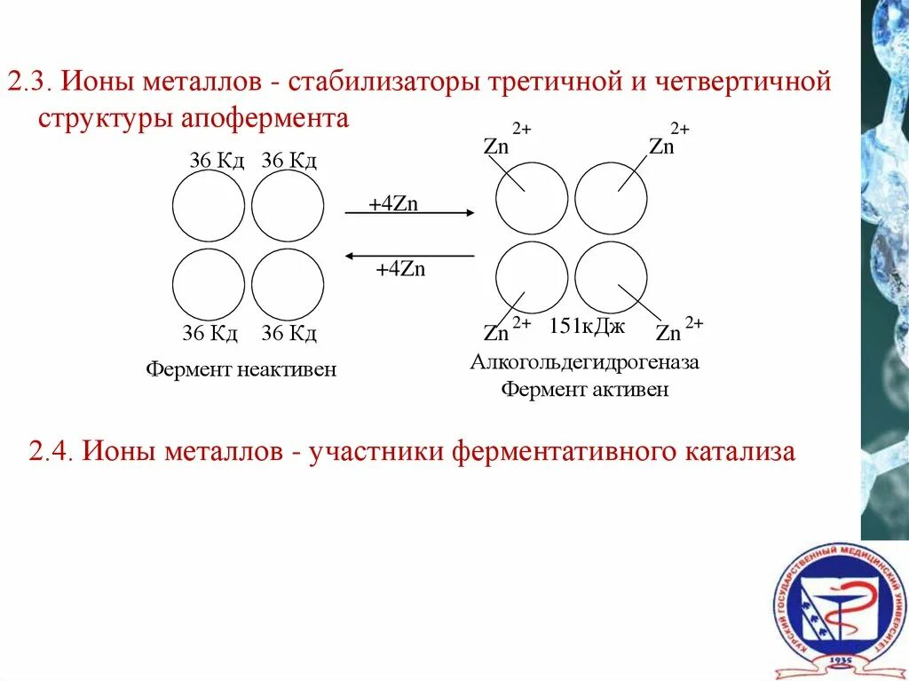 Механизм активирующего влияния ионов металлов анионов. Влияние тяжелых металлов на активность ферментов.. ионы металлов. влияние ионов тяжелых металлов на активность амилазы слюны.