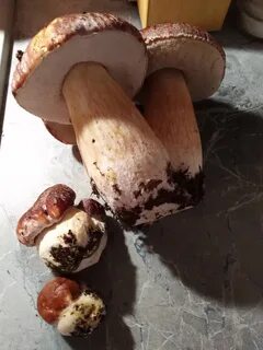 Грибники тюмени и тюменской