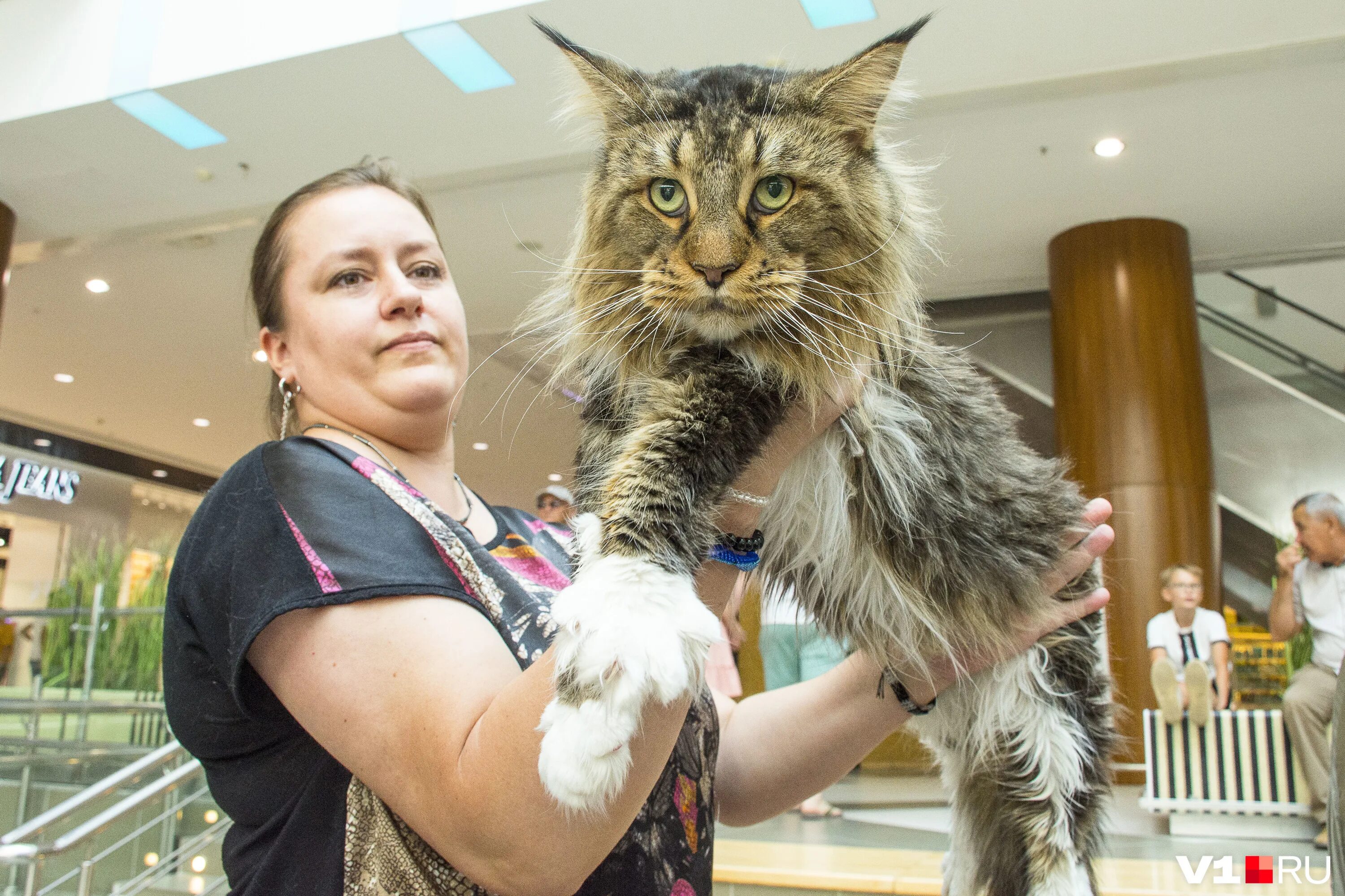 выставка персидских кошек. ярмарка кошек. выставка кошек волгоград европа сити молл. выставка кошек в волгограде. декабрь 2022 год кошка.