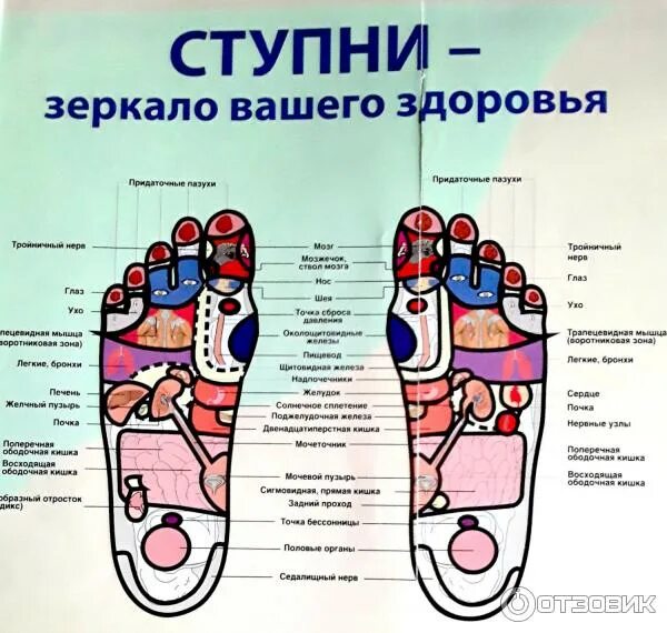 Карта в стопе метро. Рефлекторные зоны стопы. Карта рефлекторных зон стопы. Рефлекторные зоны стопы схема. Рефлекторная арта стопы.