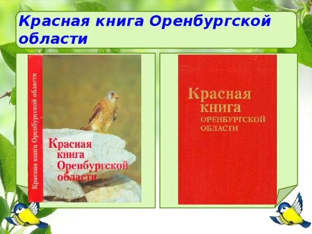 Животные красной книги оренбургской области фото Красная книга Оренбургской области Выполнили ученицы 7 б