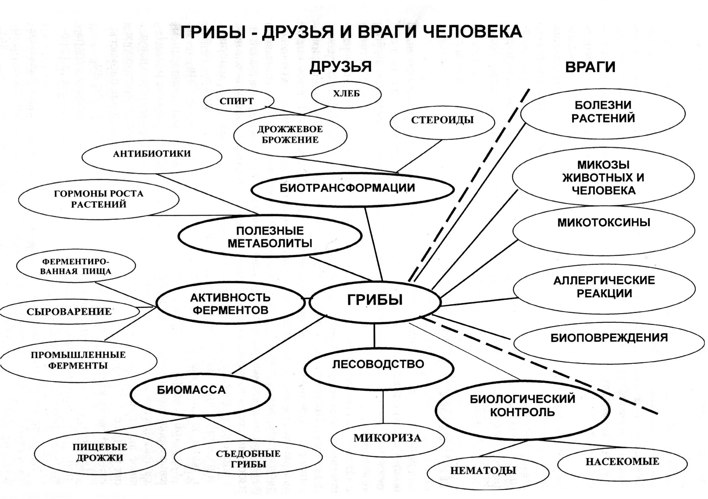 Примеры значения грибов в жизни человека Какую роль играют грибы в жизни