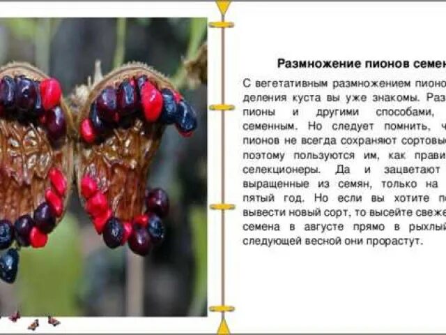 Как посадить семена пиона. Семенная коробочка пиона древовидного. пионы размножение семенами. семенные коробочки у пионов. древовидный пион размножение семенами.