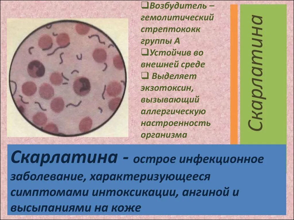 Возбудитель скарлатины является. Скарлатина возбудитель. Возбудитель инфекции скарлатина. Гемолитический стрептококк скарлатина. Возбудитель скарлатины микробиология.