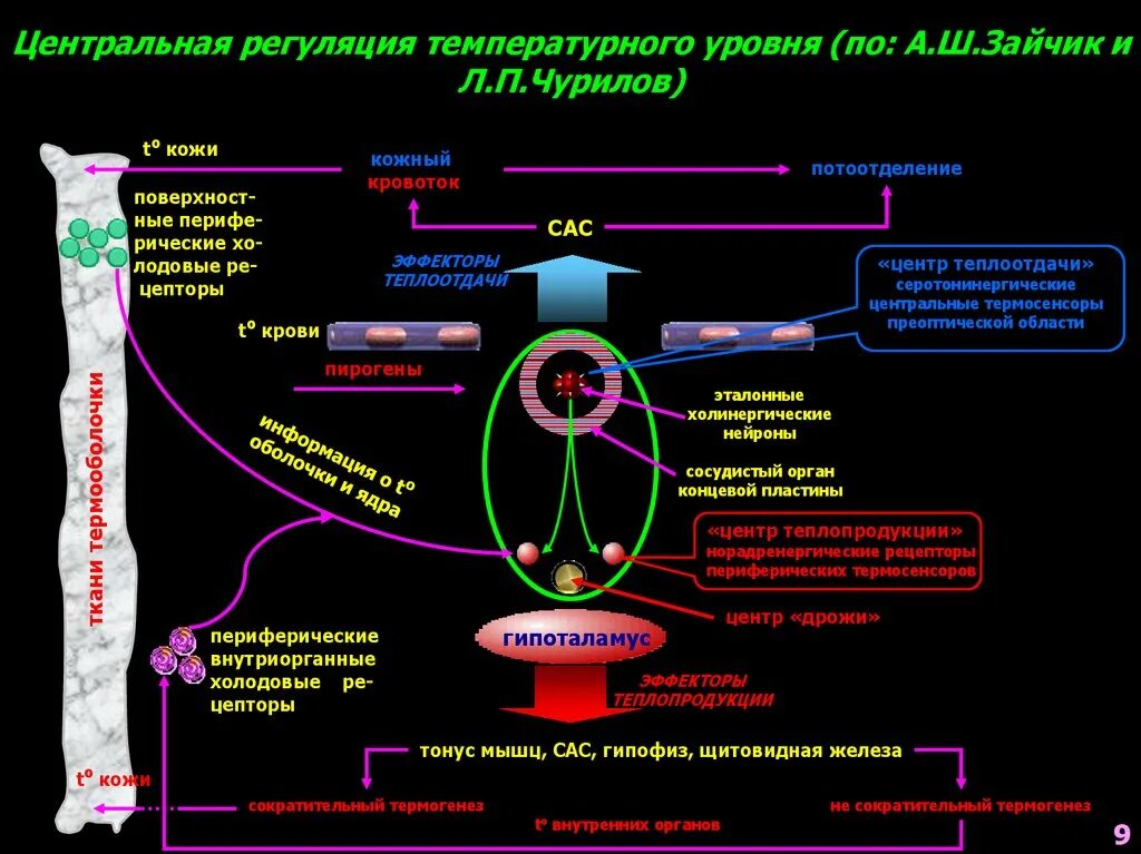 Централизованная регуляция. Центральная регуляция. Терморегуляция патофизиология презентация. Уровни центральной регуляции. Регуляция температуры кожей