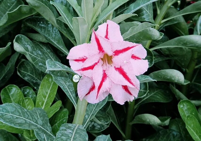 Адениум обесум махровый. Адениум махровый. Adenium obesum triple flower. Адениум санта клаус. Адениум махровый.