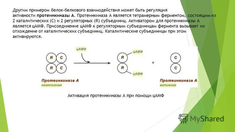 Белково белковые взаимодействия. Белок белковое взаимодействие схема. Механизм белок белкового взаимодействия ферментов. Активация белок-белковые взаимодействия. Регуляция с помощью белок-белковых взаимодействий.