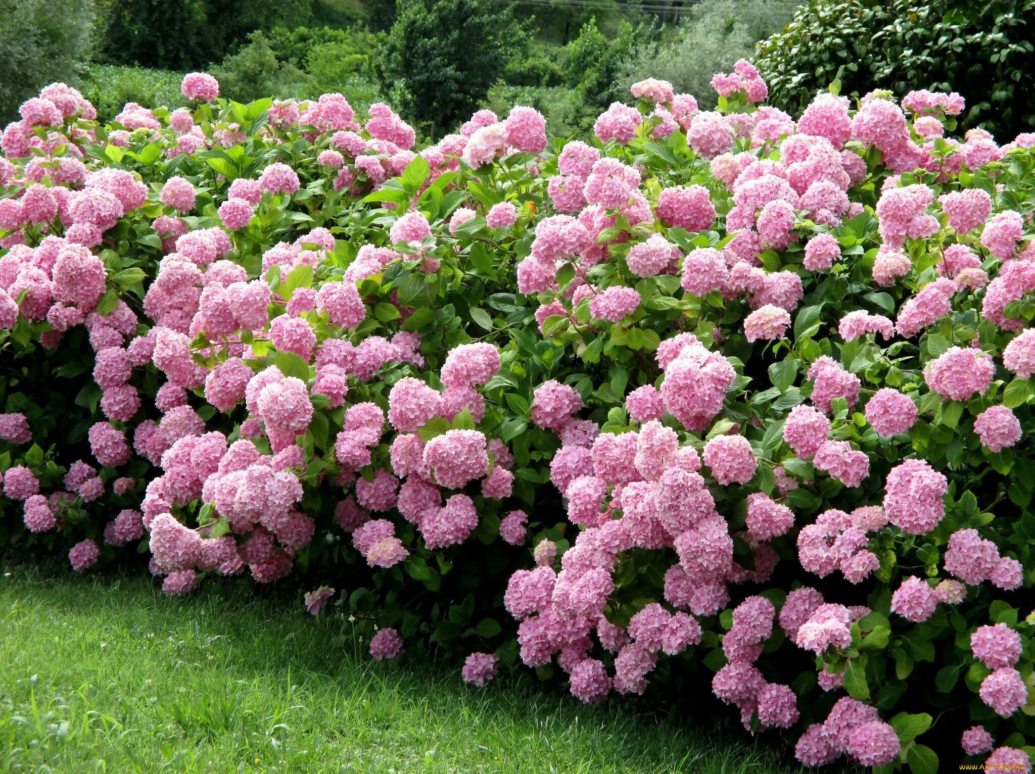 Пышный куст. Ива ломкая bullata. Японская ива хакуро нишики. Ива ломкая шаровидная (ракита). Пышный куст.