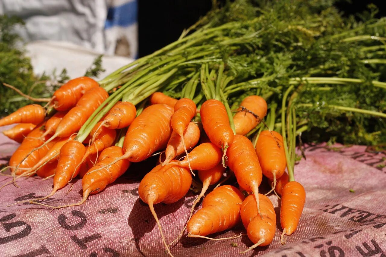 Как вырастить хороший урожай моркови. Бейби морковь. Уборка моркови. Овощи морковь. Урожай моркови.