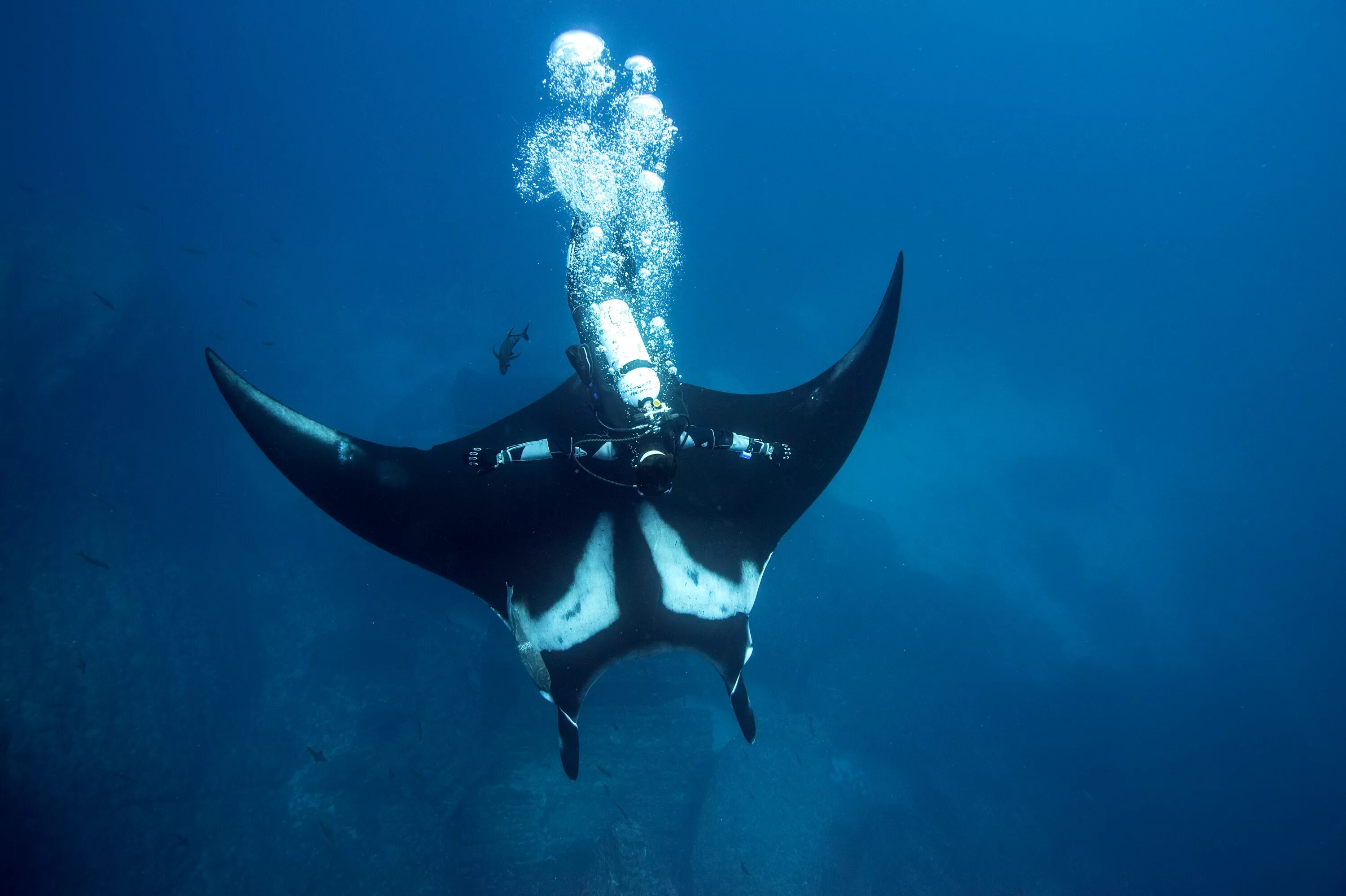 Манта 2 фото. Манта ренжой. Большая манта. Шестижаберный скат. Манты размеры мальдивские.