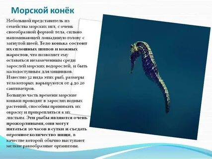 Морские звери узнавание называние краткое описание