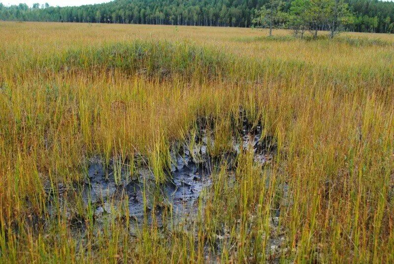 Верховое болото это. Нелидово заповедник верховое болото. Болото Малуксинский мох. Верховое болото "Ельничное озеро". Бухрин рям Курганская область.