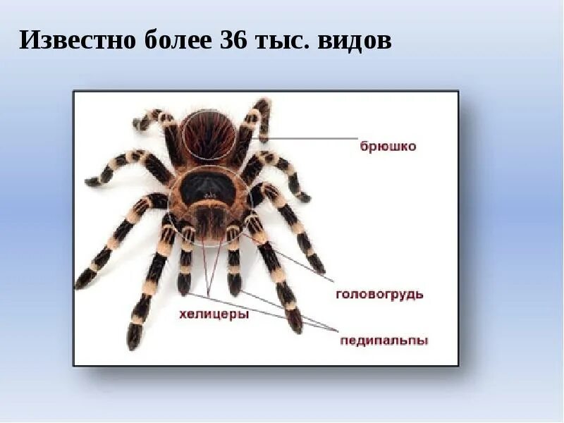Хема строения речного рака. Отделы тела головогрудь и брюшко. Внешнее строение паука. Отделы тела головогрудь и брюшко. Конечности членистоногих ракообразных.