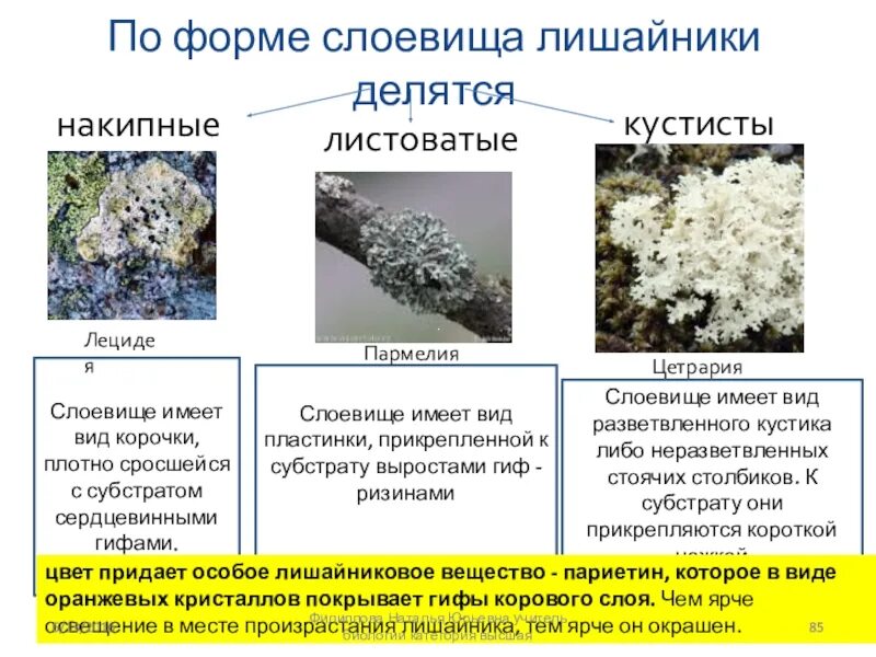 Типы слоевищ лишайников. Основные типы слоевища лишайников. Лишайники накипные листоватые кустистые. Бактерии грибы лишайники. Примеры грибов лишайников