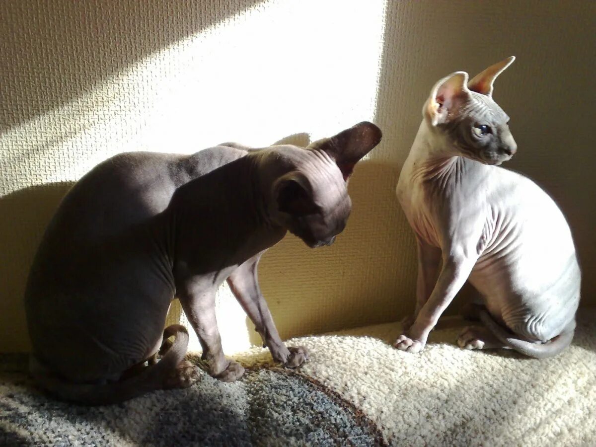 Петерболд петербургский сфинкс. Сфинкс донской с шерсткой. Сфинкс (порода кошек). Сфинкс гипоаллергенный или нет. Донской сфинкс пушистый.