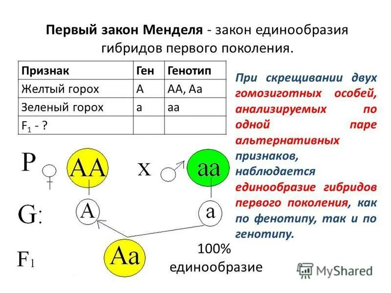 Определить генотип родителей. 1 и 2 закон менделя биология 9 класс. Краткий конспект по биологии первый закон менделя. Интерактивное пособие по генетике. Определить генотип родителей.
