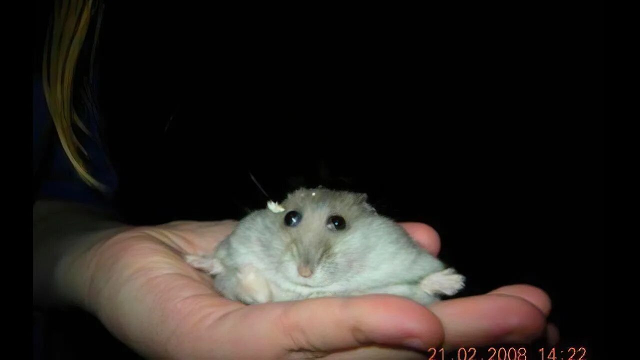 Хомяк мем крипта. Хомяк мем крипта