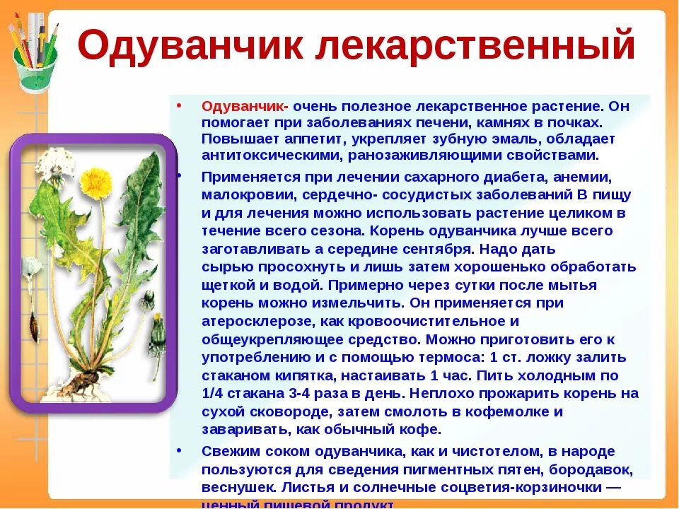 Польза цветков одуванчика для здоровья. Чем полезен одуванчик лекарственный. Одуванчик лекарственный корень. Одуванчик лекарственный характеристика. Использование одуванчика лекарственного.