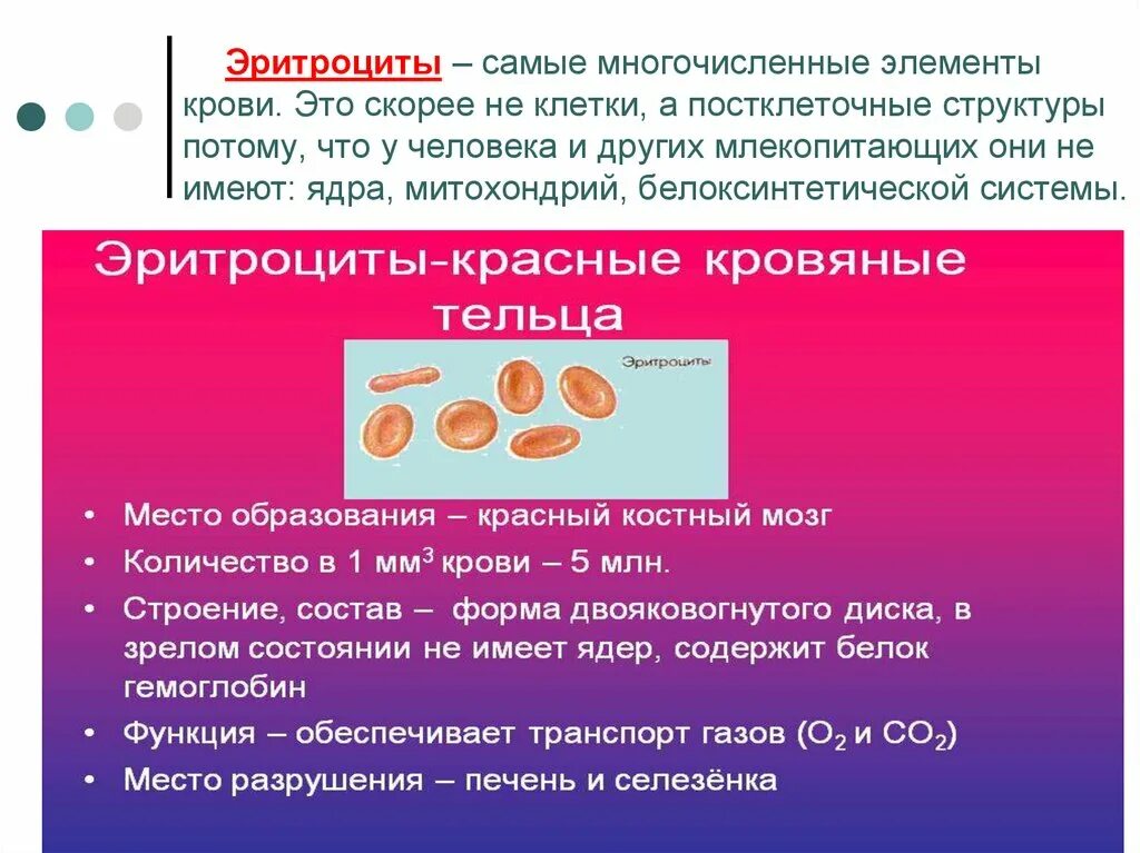 3 признака эритроцитов. Эритроциты. Наиболее многочисленные элементы крови. Эритроциты красные клетки крови. Строение и состав эритроцитов.