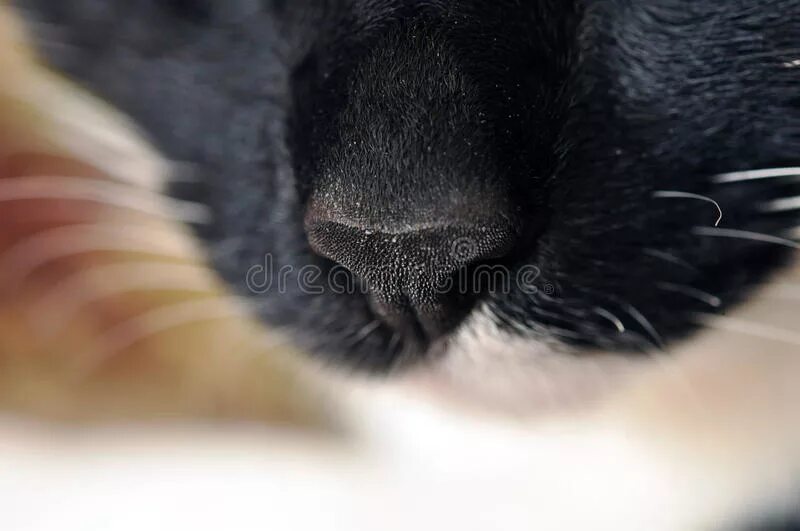Мокрый нос у кота. Черный кошачий нос. Черненький носик.