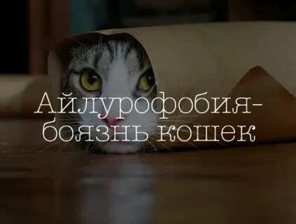 Как называется страх кошек