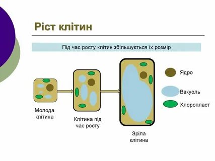 Чем отличается старая клетка от молодой