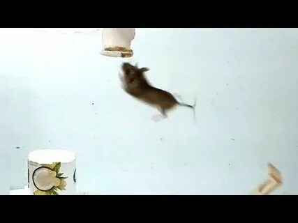Почему мышь прыгает
