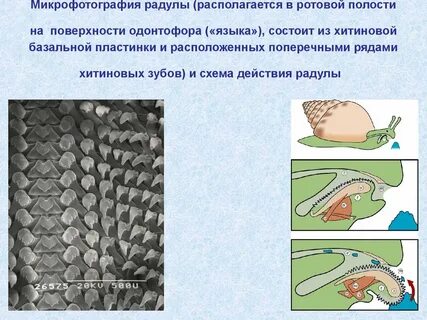 Терка у моллюсков находится в