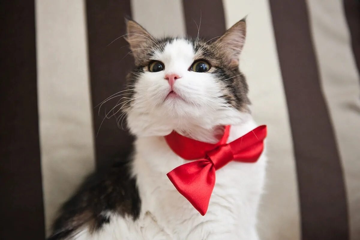 Кошка с бантиком. Котенок с бантиком. Элегантные коты. Фото котика с бантиком. Кот с бантиком.