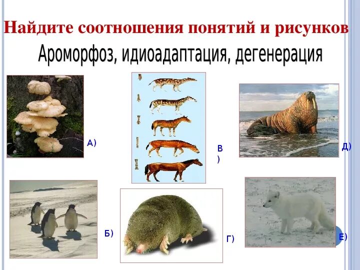 Найдите ошибки в приведенном тексте ароморфоз. Ароморфоз идиоадаптация общая дегенерация. ароморфоз идиоадаптация дегенерация таблица. дегенерация у растений и животных. общая дегенерация примеры.