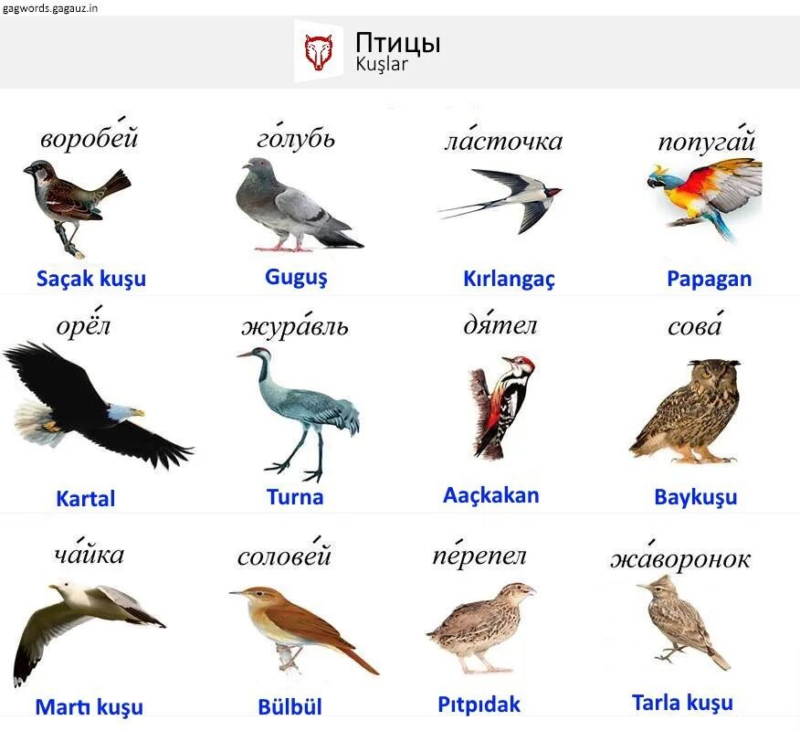 Разбор имени птица. Разные птицы с названиями. Название птиц на чувашском языке. Птицы с названием на русском. Название птиц на татарском языке.