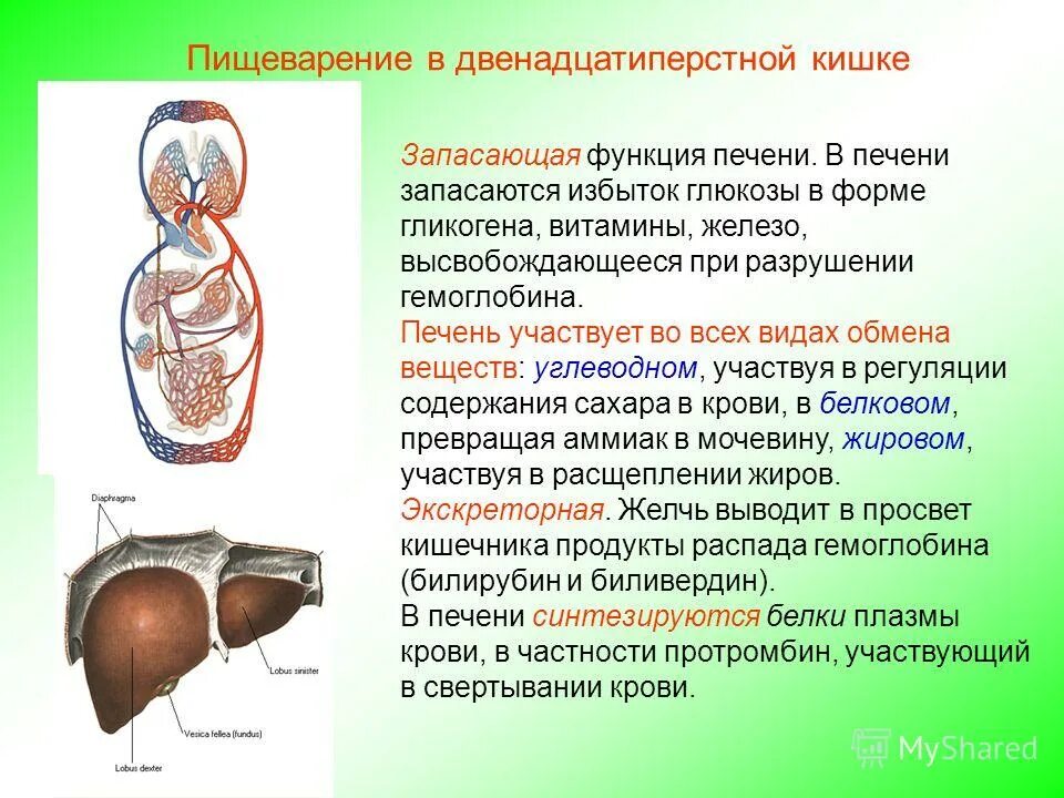 Подземные органы растений. Основная ткань запасающая строение и функции. Выберите вещества выполняющие запасающую функцию. Белки запасающая функция белков. Запасающая роль углеводов.