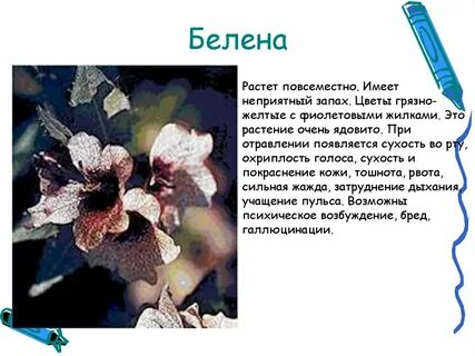 Белен перевод