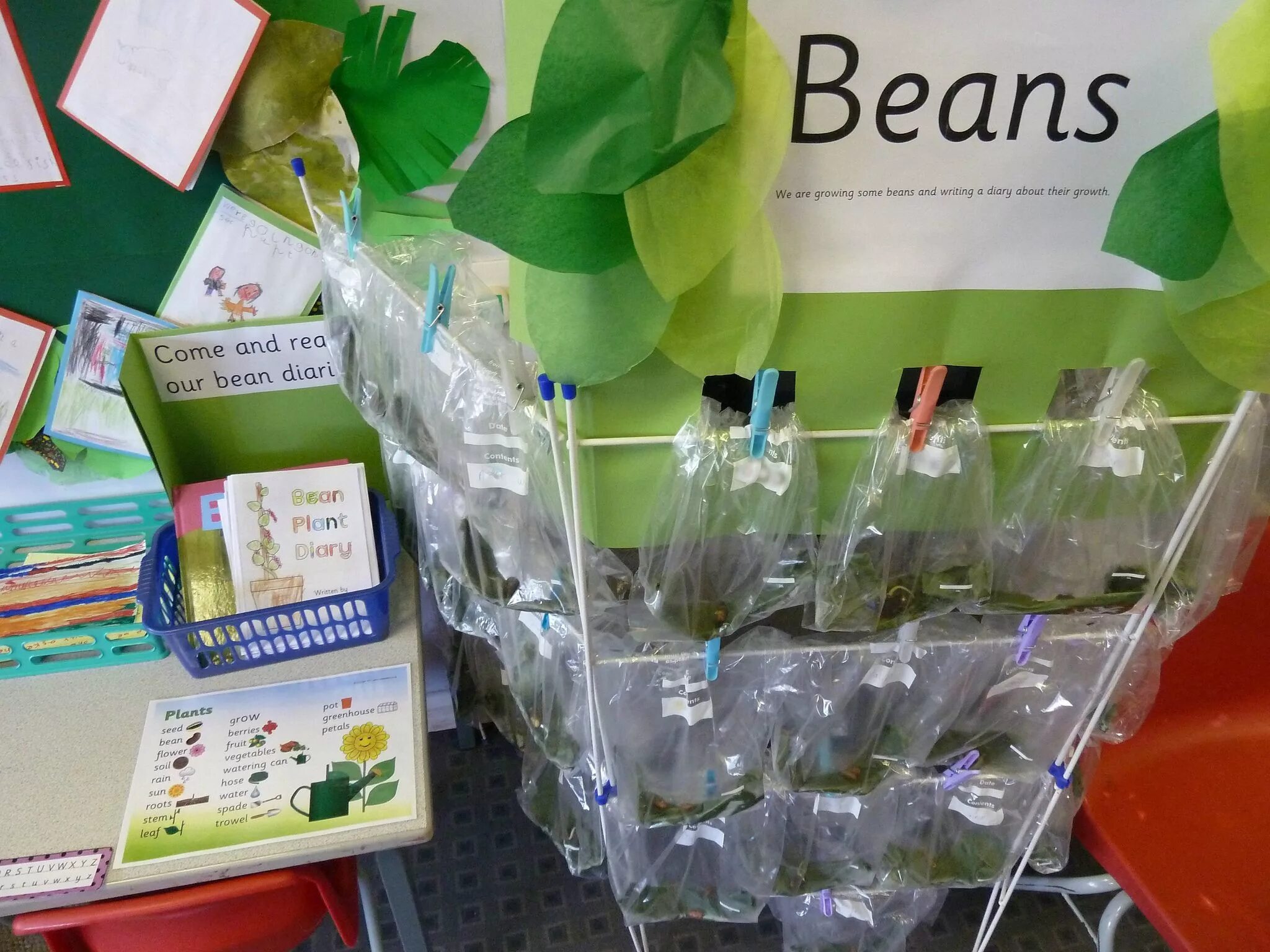 Growing science. Beans grow. Beans growing School Project. Grow Classroom. How Beans grow.