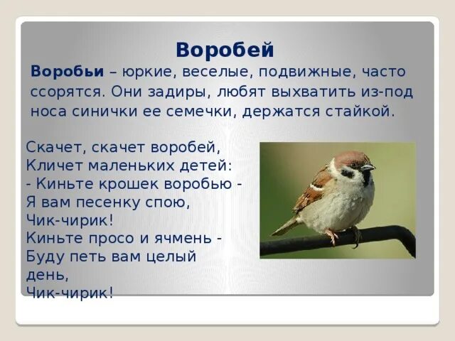 Текст описание про воробья 3 класс. Воробей для детей. Воробей описание для детей. Сообщение о Воробье