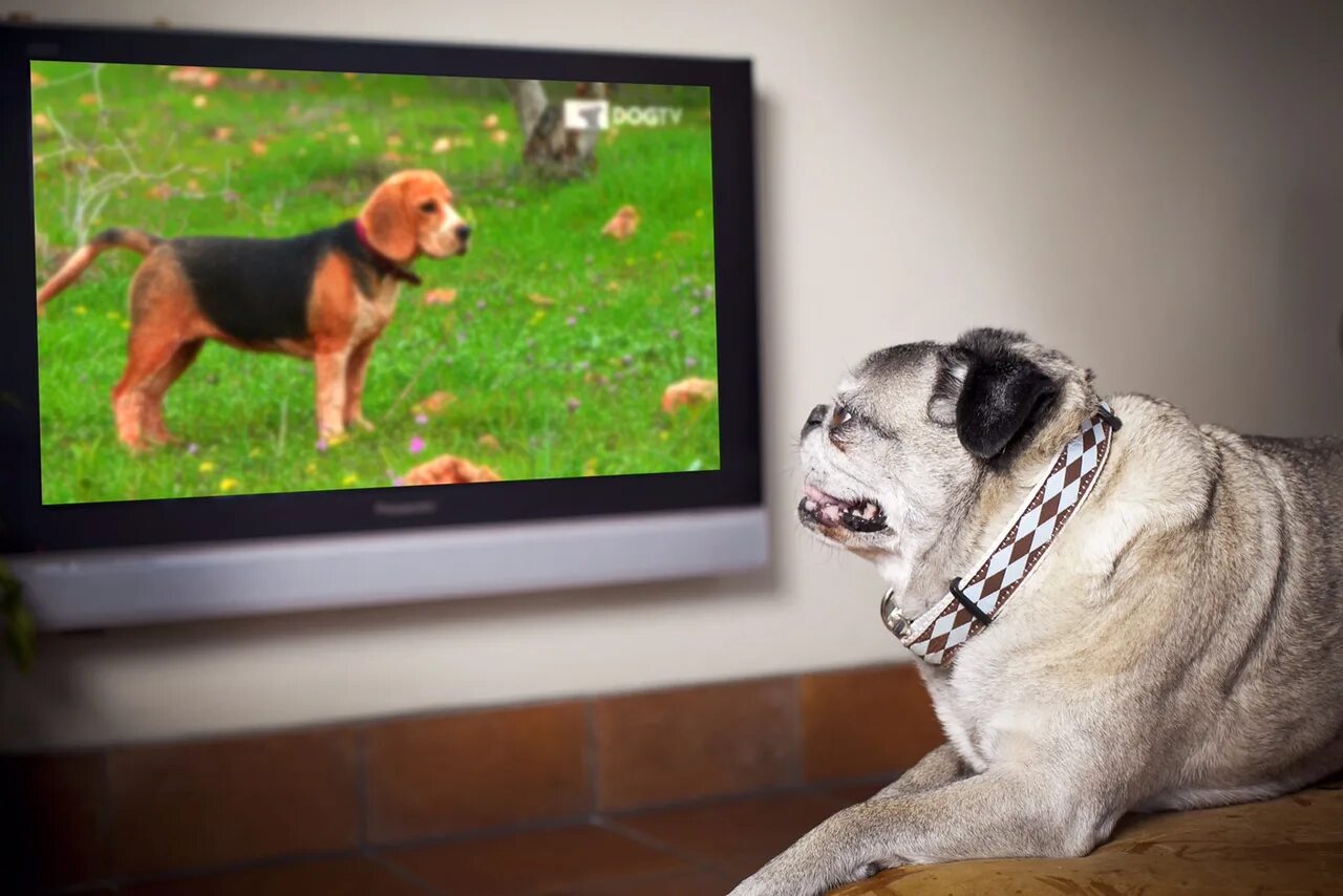 Включи на телевизоре животных. Собака и телевизор. Собачий телевизор. Щенок телевизор. Собака у телика.