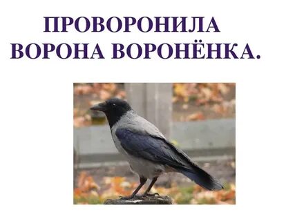 Проворонила ворона воронят