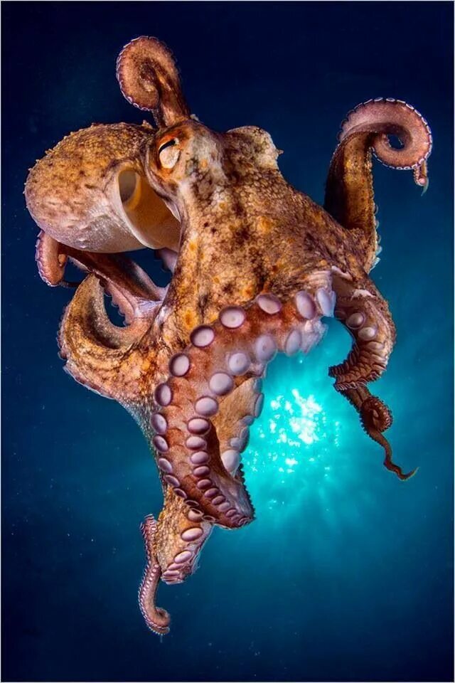 Осьминог водный. Спрут осьминог. Морские обитатели осьминог. Осьминог красивый. Подводные существа.