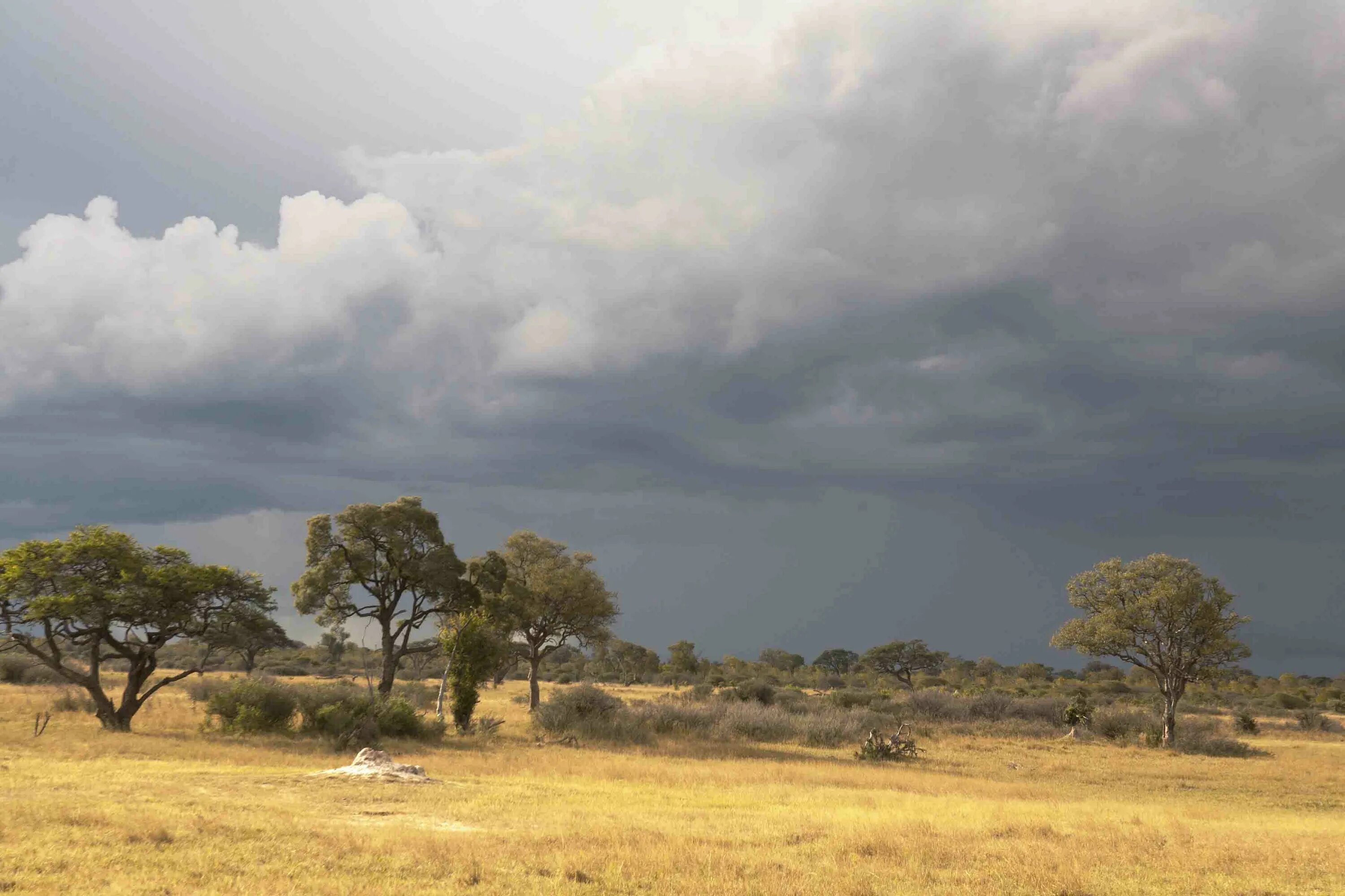 саванны и редколесья южной америки климат. саванны буркина-фасо. саванны и редколесья климат. саванны и редколесья климат. саванны и редколесья австралии.