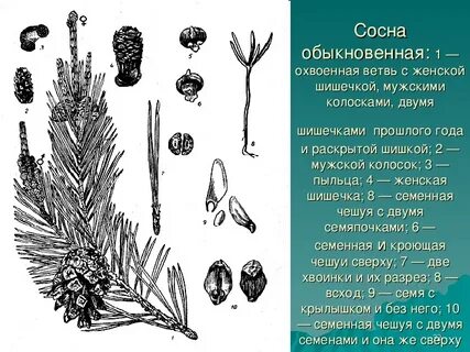 Сосна обыкновенная морфологическое описание